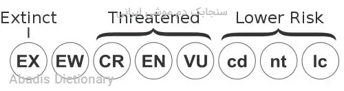 سنجابک دم موشی ایرانی